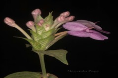 Eranthemum purpurascens